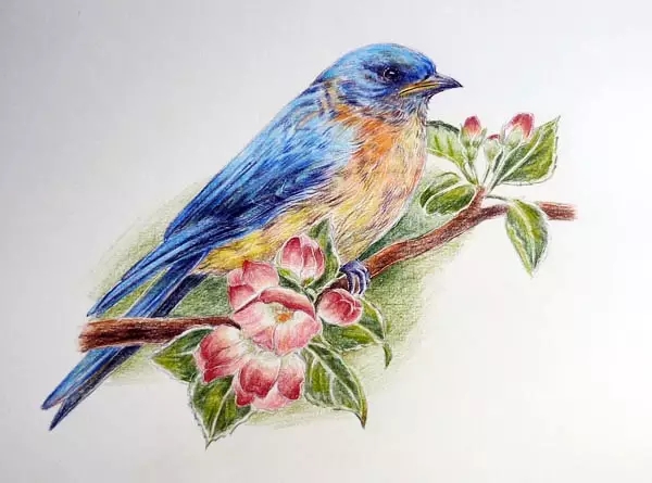 《drawing birds with colored pencils》用彩铅画鸟—新风尚动漫